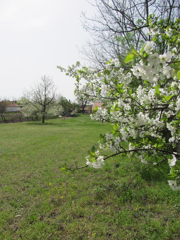 Rigófütty Vendégház Tiszaalpar Extérieur photo